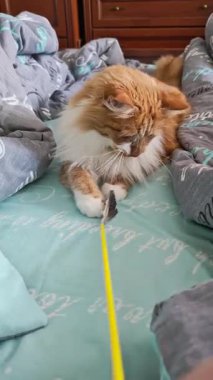 Oyuncu kızıl kedi, evdeki rahat bir yatakta ev sahibiyle etkileşime geçiyor, şefkatli, neşeli bir evcil hayvan anı sergiliyor, sosyal ve yaşam tarzı kavramları için dikey video