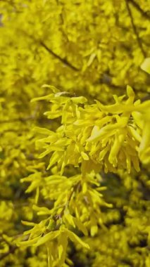 İlkbaharın başlarında, açık havada, doğa, bahçe, mevsimsel, parlak ve neşeli çiçeklerle açan forsythia dalının dikey videosu.