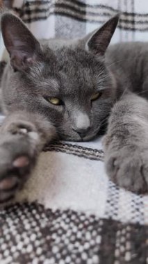 Evdeki ekose battaniyenin üzerinde dinlenen gri kısa boylu kedi, dikey konforlu evcil hayvan videosu, sakin hayvan, evcil kedi, ev kedisi, huzur, tembellik günü