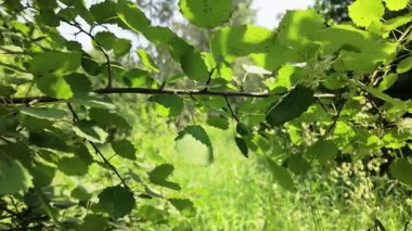 Güneşli bir yaz gününde rüzgarda sallanan yeşil yapraklı bir kavak ağacının statik videosu. Parlak yeşillik ve açık hava manzaralı sakin doğa manzarası.