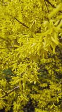 Baharın başında parlak sarı çiçekleri olan forsythia dalı yeni mevsimi, canlı doğayı, bahçe güzelliğini sembolize eder.