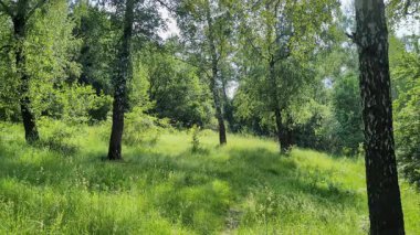 Bereketli yeşil çimenler ve güneş ışığı, sakin doğal manzara, huzurlu açık hava ortamı, parlak ve canlı manzaralı yaz ormanı çayırının statik videosu.