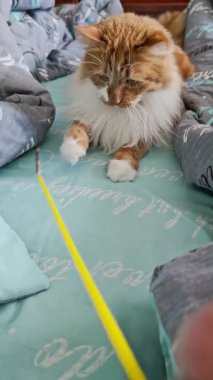 Parlak evdeki rahat yatağın sahibi ile oynak kızıl kedi bağları, evcil hayvan severler, aile, yaşam tarzı, sosyal medya, rahatlama için dikey video