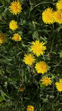 Sersemletici sarı karahindibaların sergilenişi bereketli bahar çayırlarında filizlenerek vahşi çiçeklerden oluşan canlı doğal bir halı oluşturuyor.