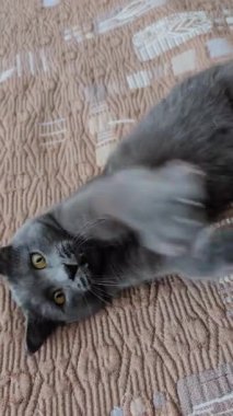 Rahat yatağın sahibi ile oynak gri kedi bonoları, evcil hayvan severler için dikey video, aile, yaşam tarzı, rahatlama, sosyal medya