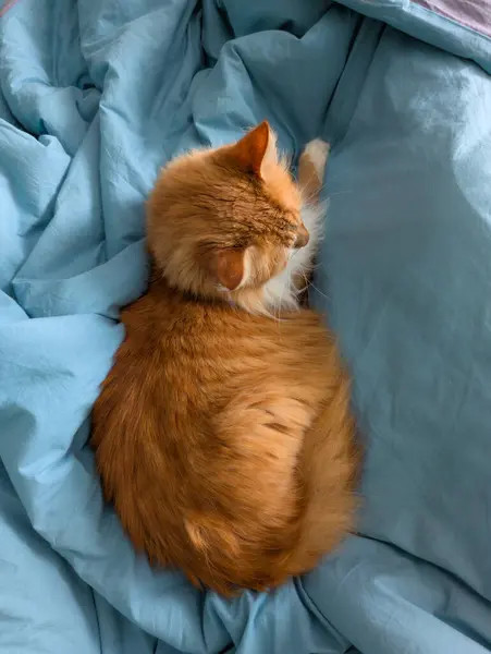 Kızıl kedinin üst görüntüsü mavi yatağa kıvrılmış, başı dönük ve patileri rahat bir şekilde gerilmiş.