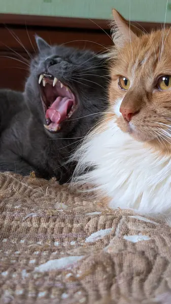 İçerde iki kedi var. Biri yumuşak gün ışığında tüylü turuncu kedinin yanında dişlerini gösteriyor.