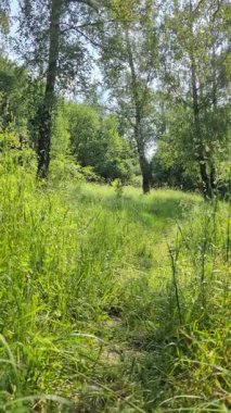 Yeşil ağaçlar ve çimlerle kaplı bir yaz ormanı manzarasının dikey videosu. Parlak güneşli bir günde, kamera yavaşça yukarı doğru hareket ediyor.