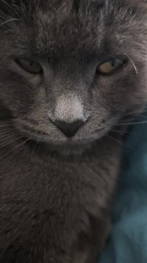 Mavi yatakta dinlenen gri kedinin dikey görüntüsü, evcil hayvan anı, sakin kedi yüzü ve yumuşak ifade