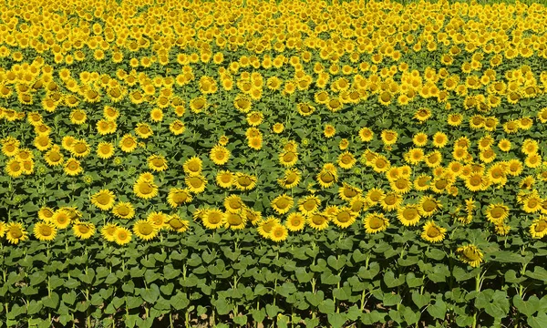 Sunflower Field Background — Stock Photo, Image