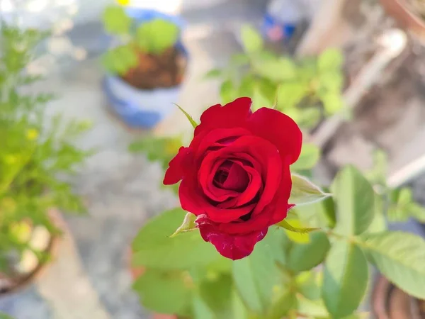 赤いバラの花のクローズアップビューと選択的な焦点 — ストック写真