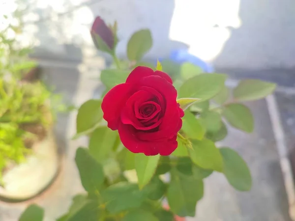 Närbild Bild Vacker Röd Färg Ros Blomma — Stockfoto