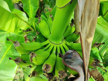 Ağaçtaki taze ve yeşil muz kümesinin yakın görüntüsü