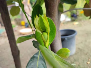 Yakın görüş ve seçici odak noktası bir bitki üzerinde küçük bir kaya meyvesi