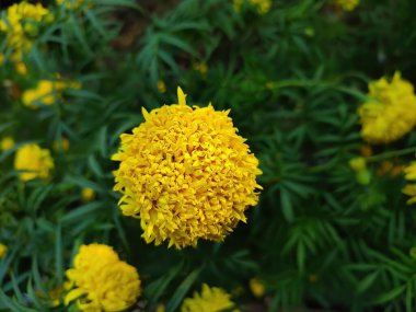 Yakın görüş ve sarı kadife çiçeğinin seçici odak noktası bir bitki üzerinde