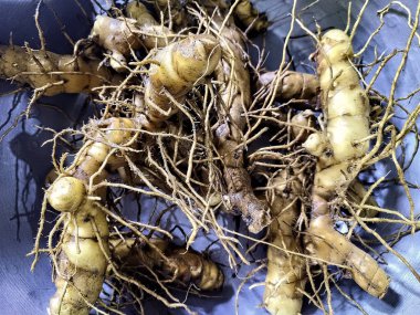 Taze sarmal zencefil ya da kökleri olan krep zencefilinin yakın görüntüsü.