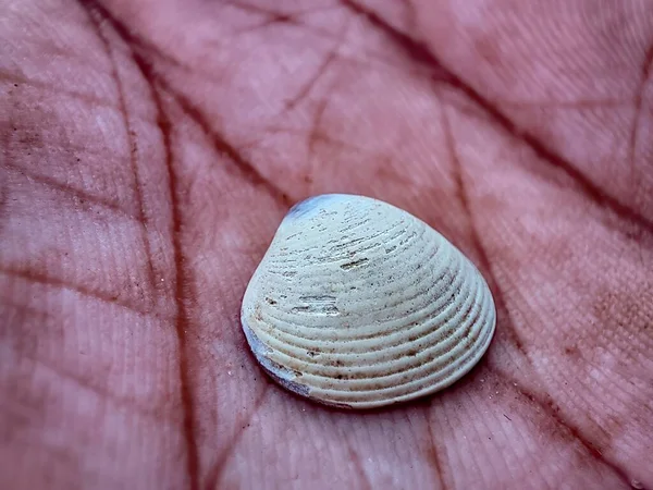 Bir kabuğun yakın görüntüsü