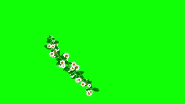 Vit Tusensköna Blommor Hjärta Rörelse Grafik Med Grön Skärm Bakgrund — Stockvideo