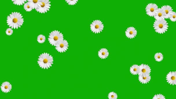 Vallende Witte Madeliefjes Bloemen Motion Graphics Met Groene Scherm Achtergrond — Stockvideo