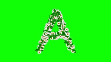 English alphabet A formed with white daisy flowers on green screen background