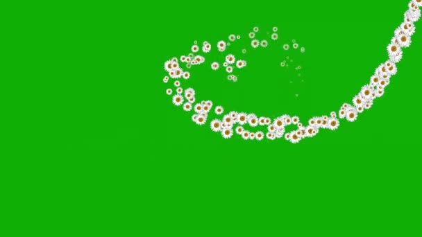 Білі Ромашкові Квіти Графіка Руху Серця Зеленим Екраном Фону — стокове відео