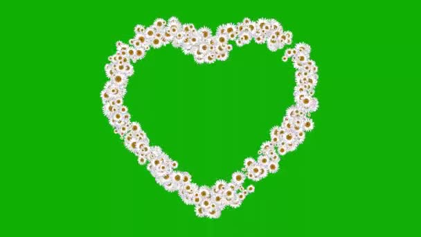Білі Ромашкові Квіти Графіка Руху Серця Зеленим Екраном — стокове відео