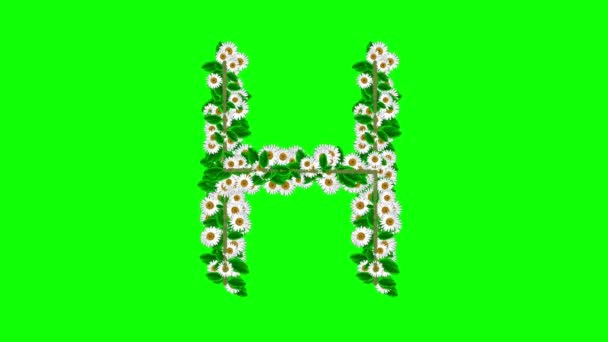 英语字母表H 绿屏背景上有雏菊花 — 图库视频影像