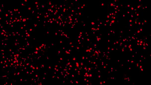 Летающие Красные Лепестки Роз Графика Движения Простым Черным Фоном — стоковое видео