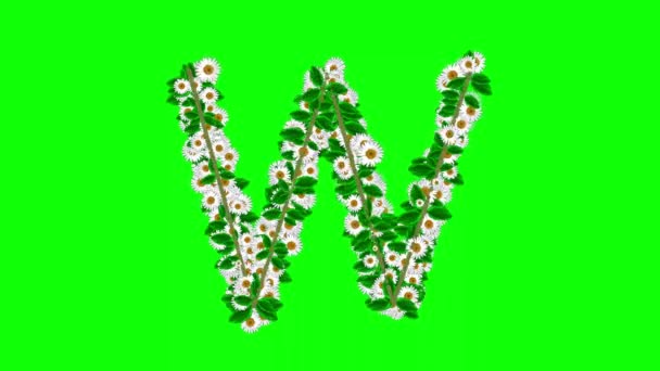 Angielski Alfabet Kwiatami Stokrotki Zielonym Tle Ekranu — Wideo stockowe