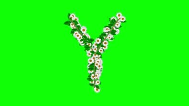 Yeşil ekran arka planında papatya çiçekleri olan İngiliz alfabesi Y