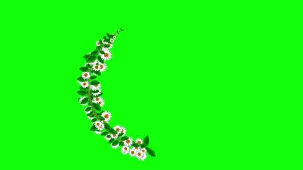 Белые Ромашки Цветы Листья Кадр Графики Движения Зеленым Фоном Экрана — стоковое видео