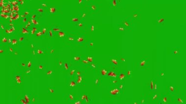 Akçaağaç üfleme yeşil ekran arkaplan ile hareket grafikleri bırakır