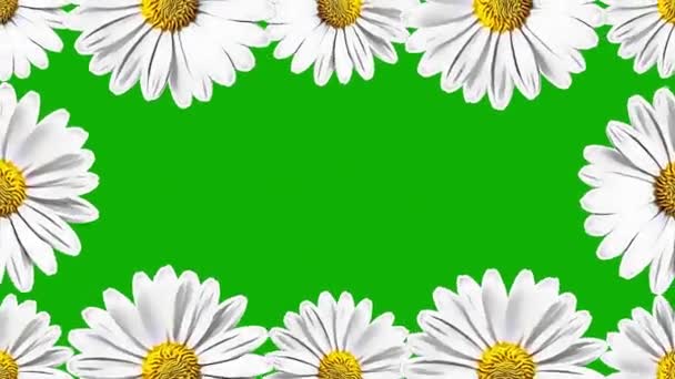 Вращающиеся Белые Ромашки Цветы Рамка Графика Движения Зеленым Фоном Экрана — стоковое видео