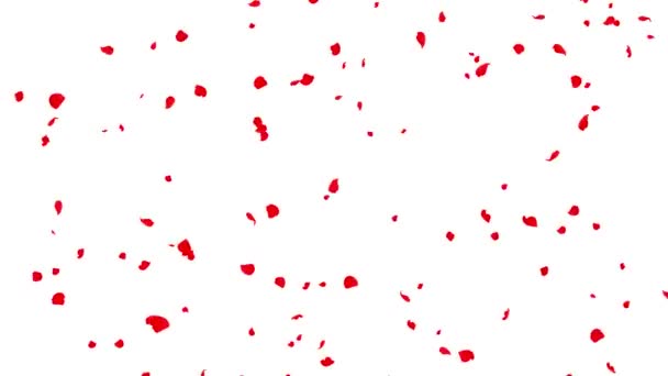 Падающие Красные Лепестки Роз Движения Графики Простым Белым Фоном — стоковое видео