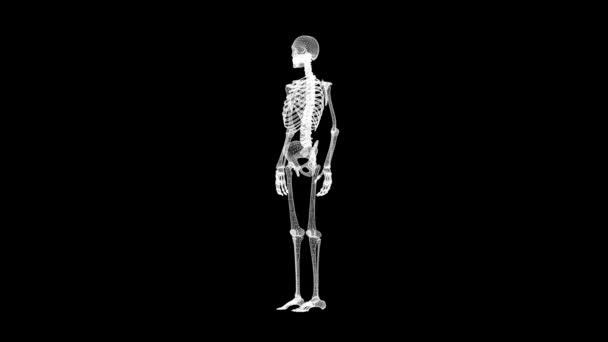 Вращение Wireframe Человеческий Скелет Движения Графики Простым Черным Фоном — стоковое видео