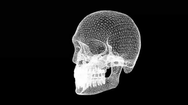 와이어 프레임 일반적인 검은색 배경으로 인간의 두개골 그래픽 — 비디오