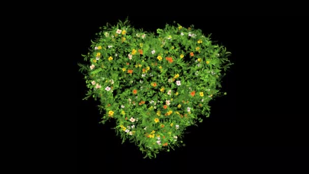Forma Coração Com Grama Flores Coloridas Fundo Preto Liso — Vídeo de Stock