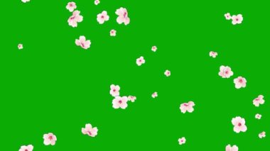 Düşen kiraz çiçekleri yeşil ekran arkaplanlı hareket grafikleri