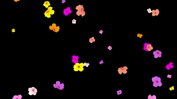 Fallande Färgglada Blommor Rörelse Grafik Med Vanlig Svart Bakgrund — Stockvideo