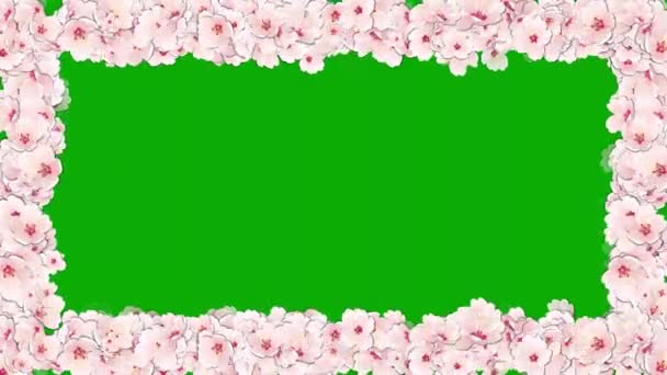 Flores Cerezo Marco Decorativo Gráficos Movimiento Con Fondo Pantalla Verde — Vídeos de Stock
