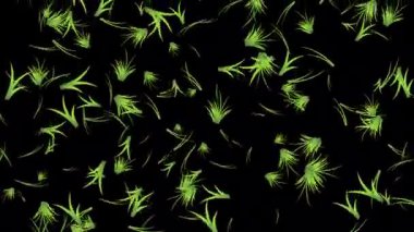 Düşen yeşil çimen hareketi grafikleri düz siyah arkaplan