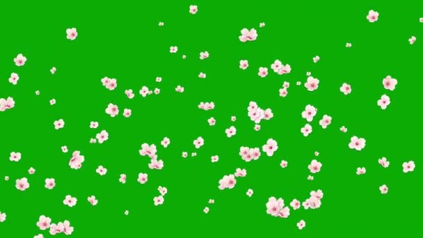 Fújás Cseresznye Virágok Mozgás Grafika Zöld Képernyő Háttér — Stock videók