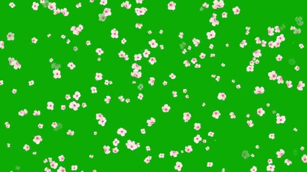 Вишневі Квіти Графіка Руху Зеленим Екраном Фону — стокове відео