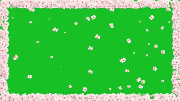 具有绿色屏幕背景的樱花装饰框架运动图形 — 图库视频影像