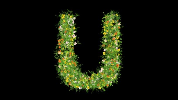 明白な黒い背景の草そして多彩な花が付いている英語のアルファベットU — ストック動画