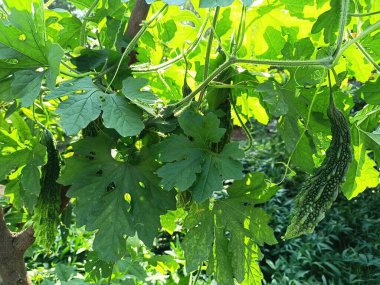 Bir bitkinin taze acı kabağının yakın görüntüsü.
