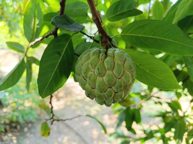 Bir bitkinin üzerindeki taze elmanın yakın görüntüsü.