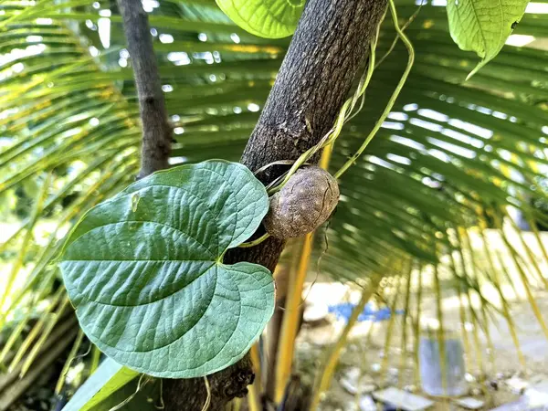 Yakın görüş ve bir bitkinin üzerindeki taze havanın seçici odak noktası.