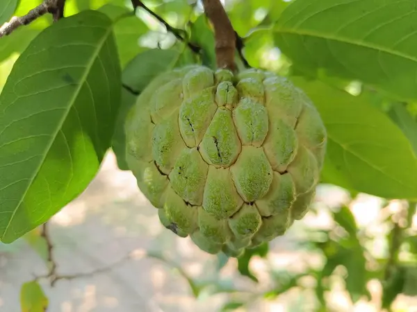 Bir bitkinin üzerindeki taze elmanın yakın görüntüsü.