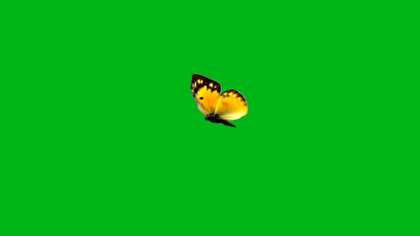 Flatternder Schmetterling Bewegungsgrafik Mit Grünem Hintergrund — Stockvideo